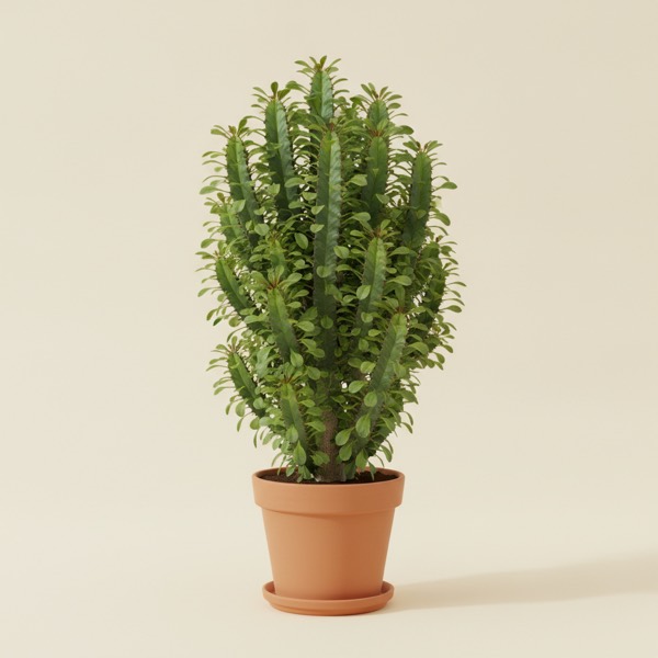 African milk tree (Euphorbia trigona)
