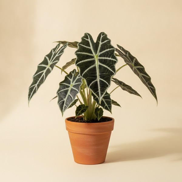 Alocasia (Alocasia × amazonica)