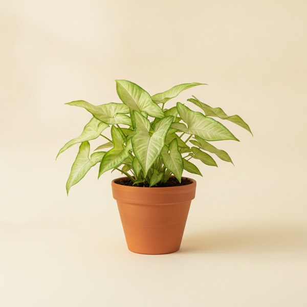 Arrowhead plant (Syngonium podophyllum)