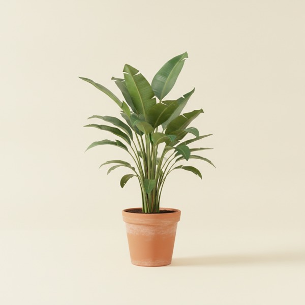 Bird of paradise (Strelitzia reginae)