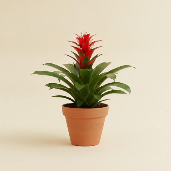Scarlet star (Guzmania lingulata)