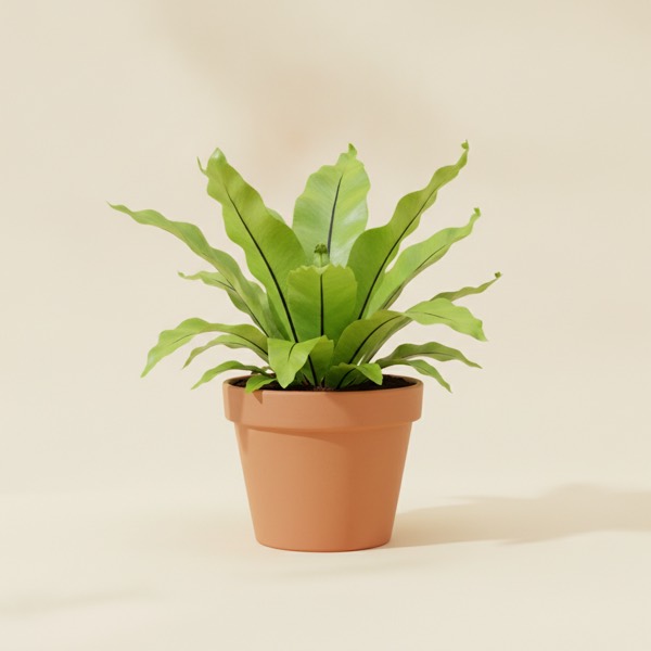 Bird's nest fern (Asplenium nidus)