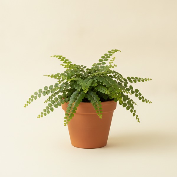 Button fern (Pellaea rotundifolia)