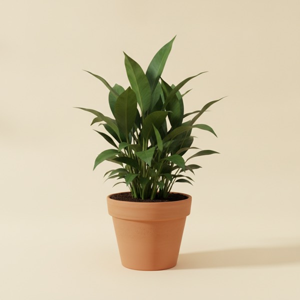 Cast iron plant (Aspidistra elatior)
