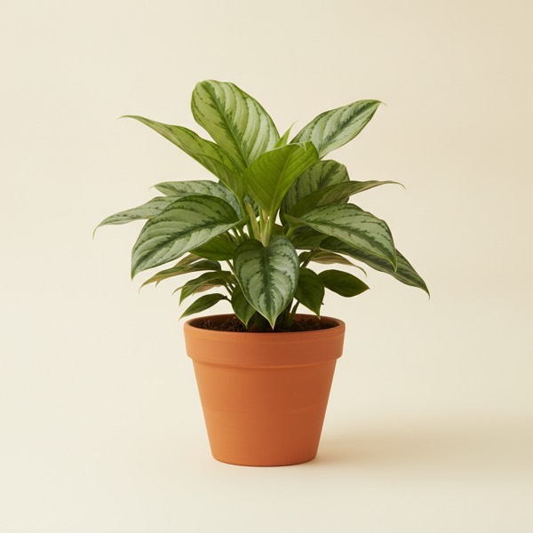 Chinese evergreen (Aglaonema commutatum)