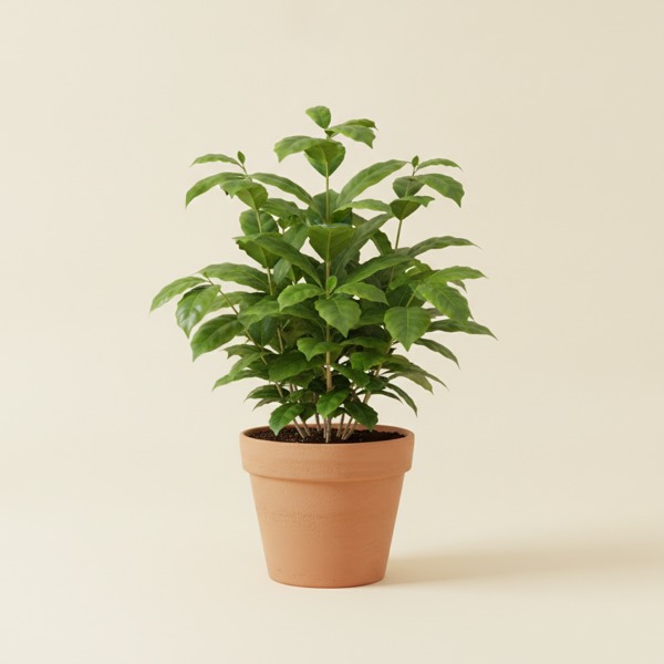Coffee plant (Coffea arabica)