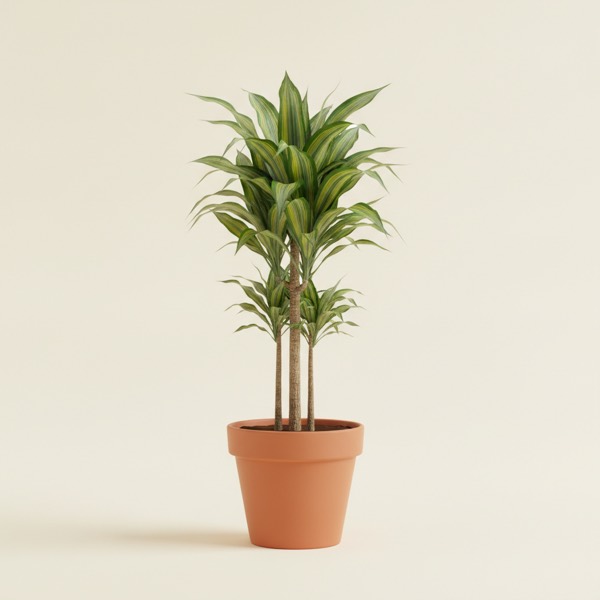 Corn plant (Dracaena fragrans)