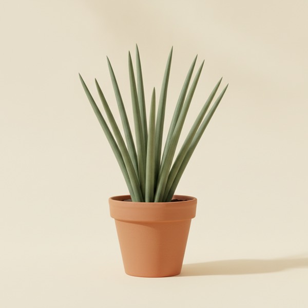 Cylindrical snake plant (Dracaena angolensis)