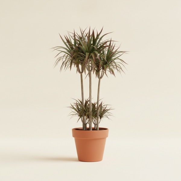 Dragon tree (Dracaena marginata)
