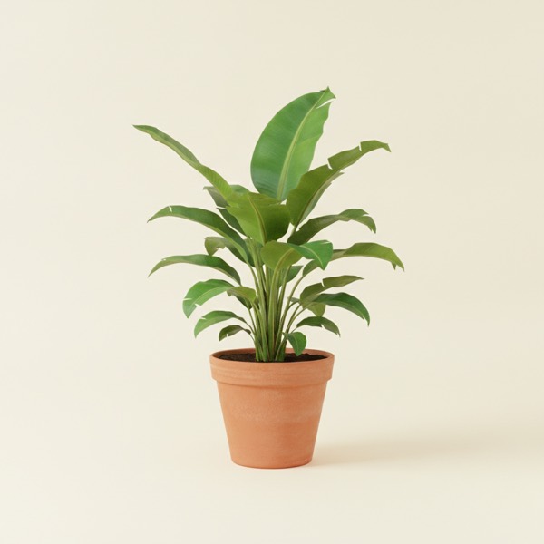 Dwarf banana (Musa acuminata)