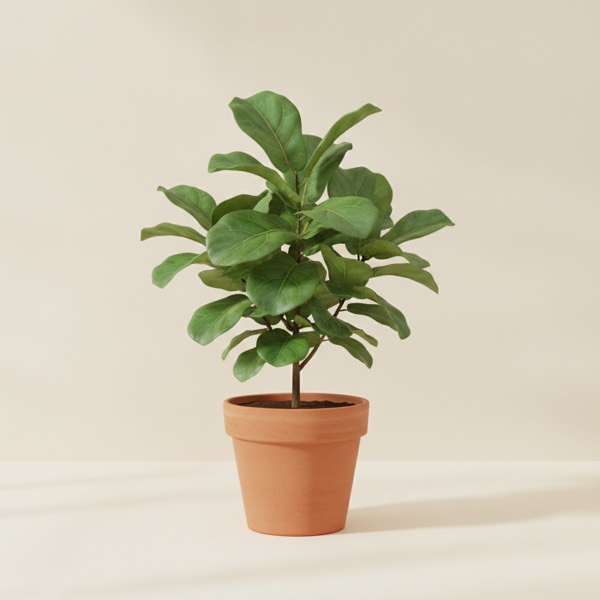 Fiddle-leaf fig (Ficus lyrata)