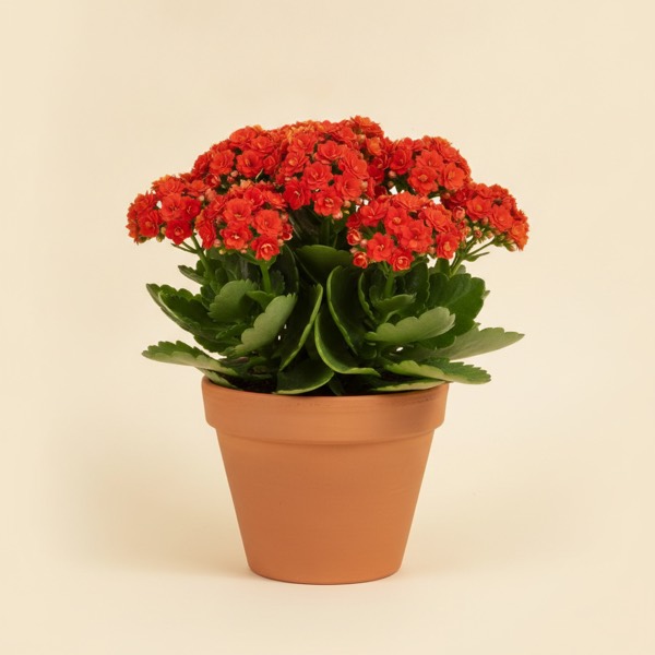Flaming Katy (Kalanchoe blossfeldiana)