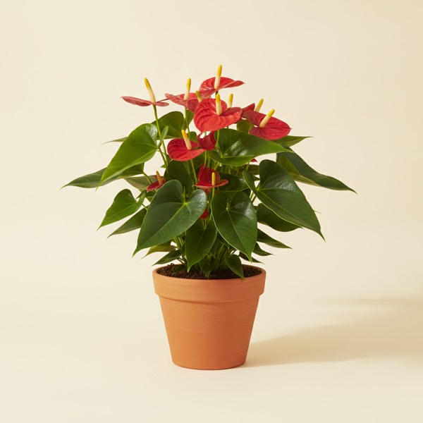 Flamingo flower (Anthurium andraeanum)