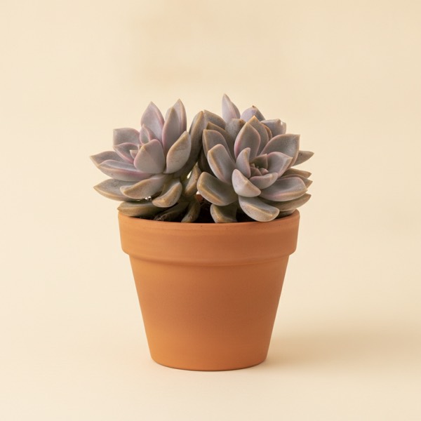 Ghost plant (Graptopetalum paraguayense)