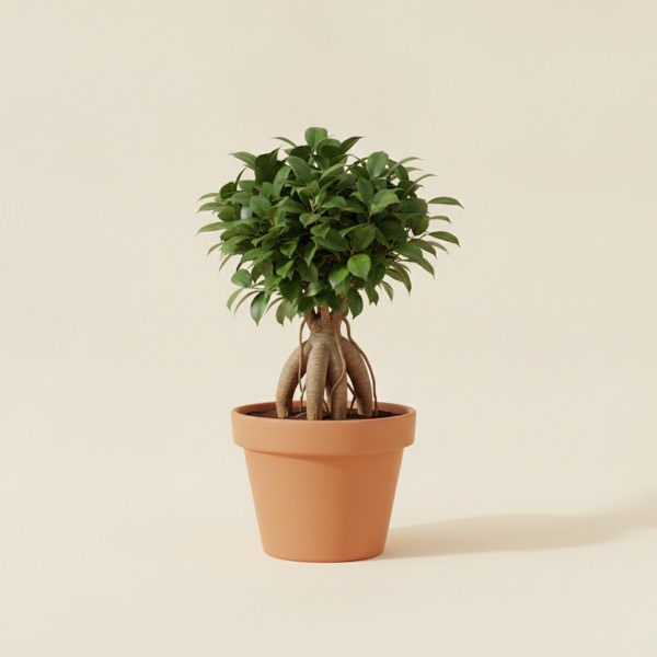 Ginseng ficus (Ficus microcarpa)