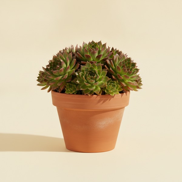 Hens and chicks (Sempervivum tectorum)