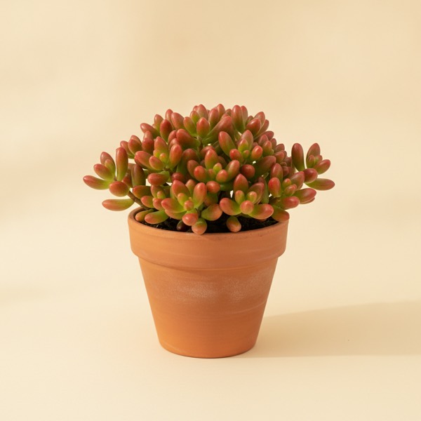 Jelly bean plant (Sedum rubrotinctum)