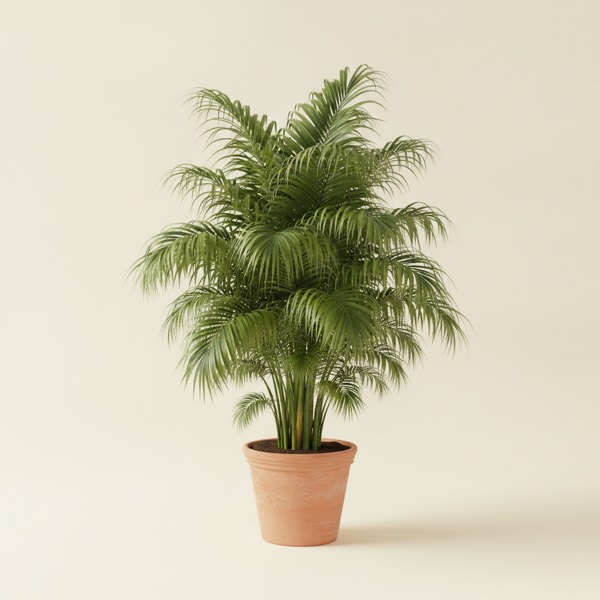 Kentia palm (Howea forsteriana)