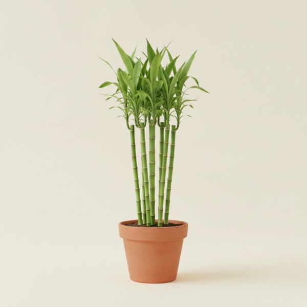 Lucky bamboo (Dracaena sanderiana)