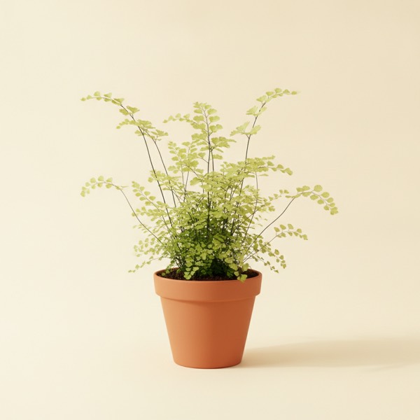 Maidenhair fern (Adiantum raddianum)