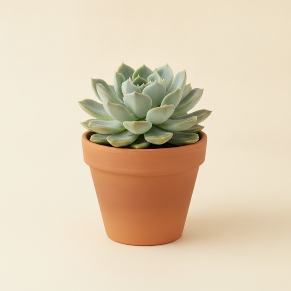 Mexican snowball (Echeveria elegans)
