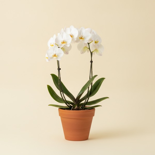 Moth orchid (Phalaenopsis amabilis)