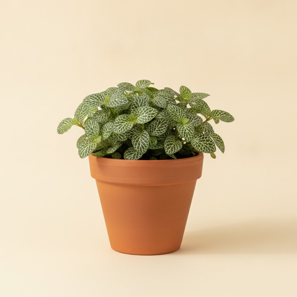 Nerve plant (Fittonia albivenis)