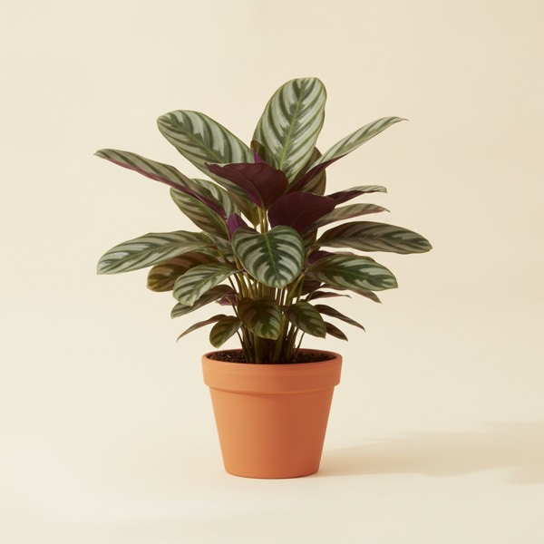 Never never plant (Ctenanthe oppenheimiana)