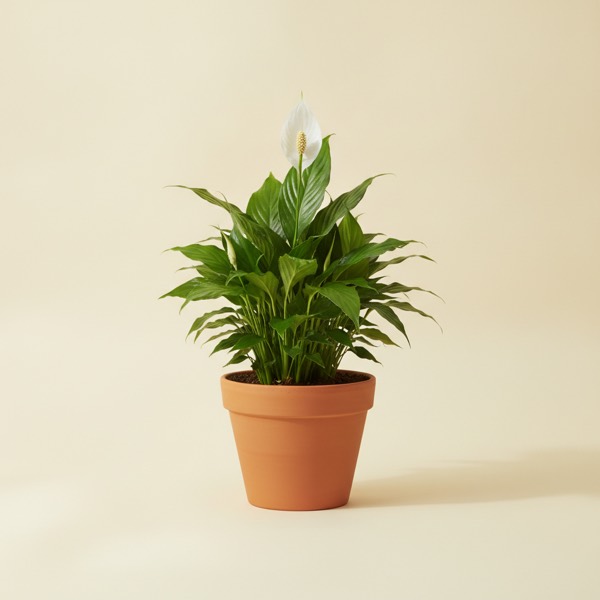Peace lily (Spathiphyllum wallisii)