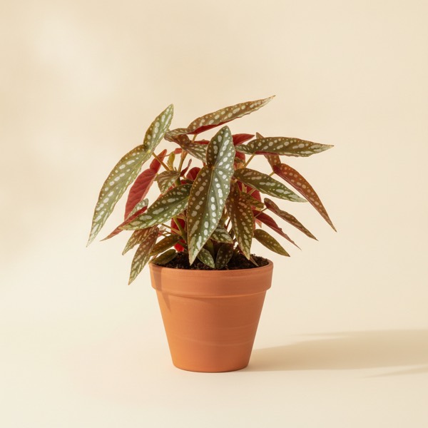 Polka dot begonia (Begonia maculata)