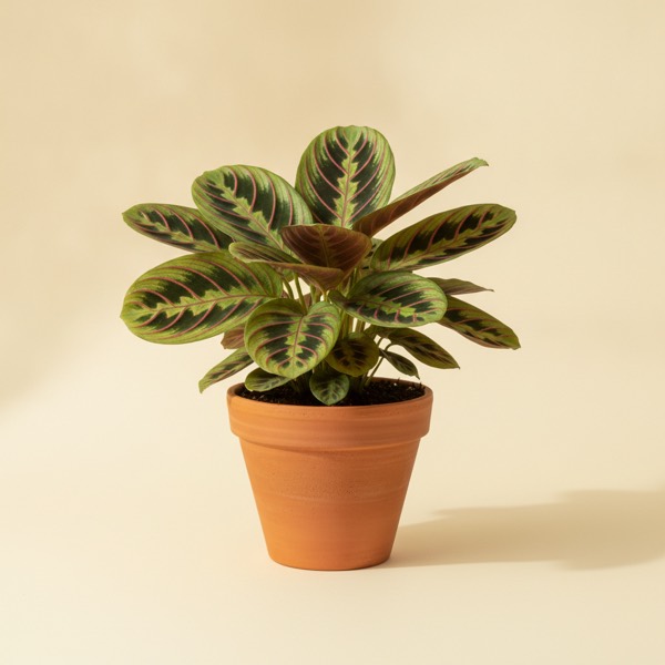 Prayer plant (Maranta leuconeura)