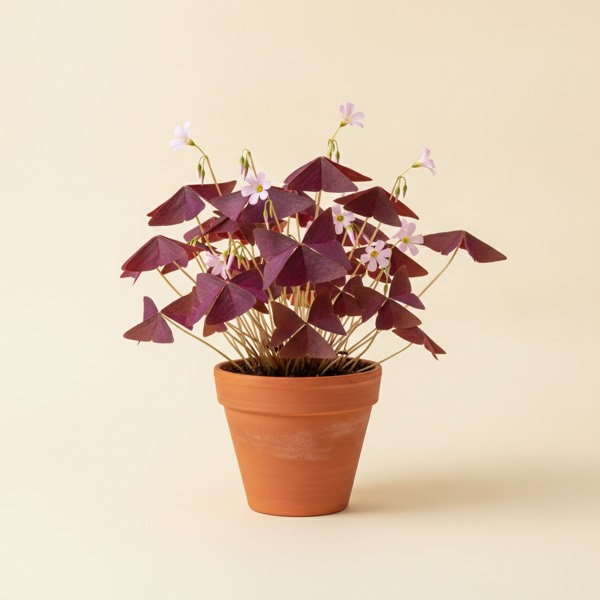 Purple shamrock (Oxalis triangularis)