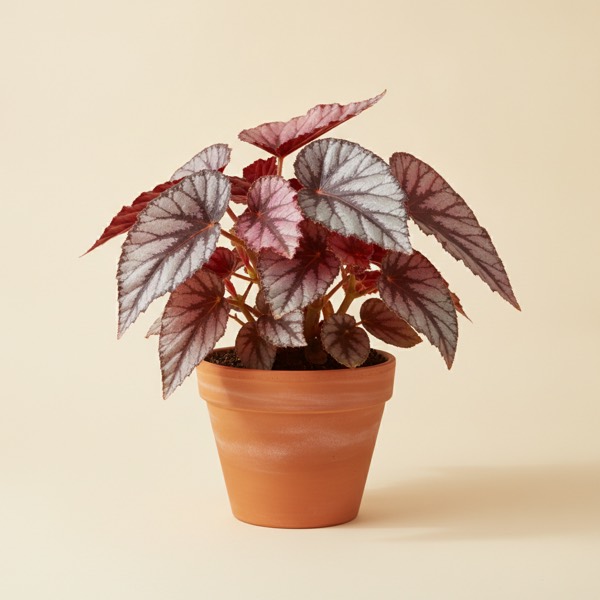 Rex begonia (Begonia rex)
