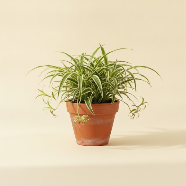 Spider plant (Chlorophytum comosum)