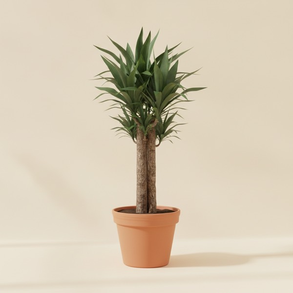 Spineless yucca (Yucca gigantea)