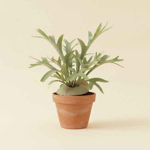 Staghorn fern (Platycerium bifurcatum)