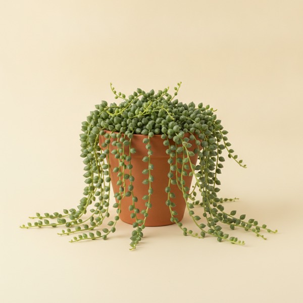 String of pearls (Curio rowleyanus)