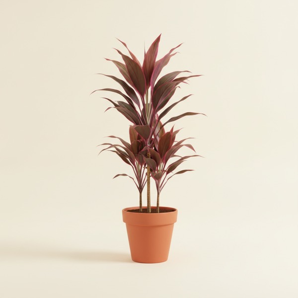 Ti plant (Cordyline fruticosa)