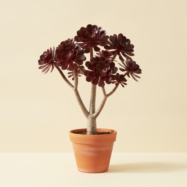 Tree aeonium (Aeonium arboreum)