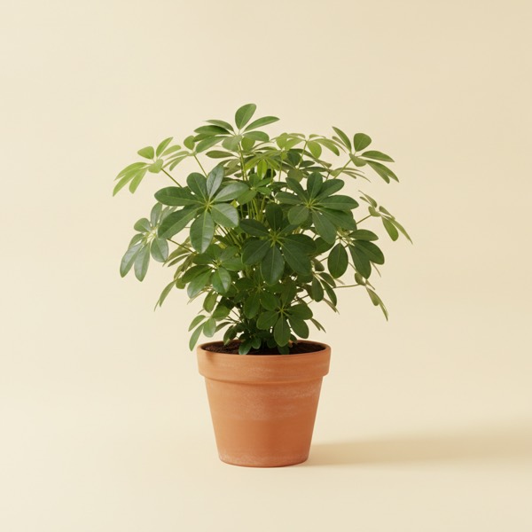 Umbrella plant (Schefflera arboricola)