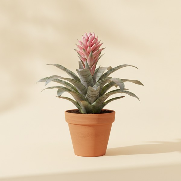 Urn plant (Aechmea fasciata)