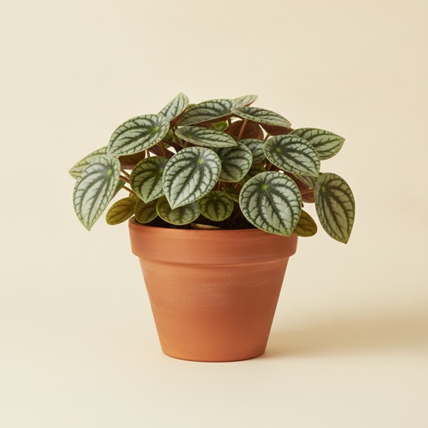 Watermelon peperomia (Peperomia argyreia)