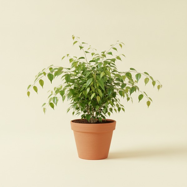 Weeping fig (Ficus benjamina)