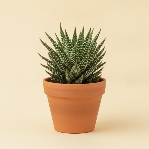 Zebra haworthia (Haworthiopsis attenuata)