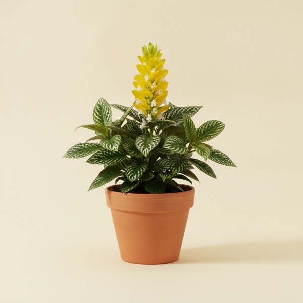Zebra plant (Aphelandra squarrosa)