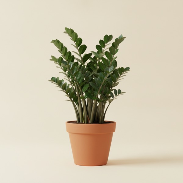 ZZ plant (Zamioculcas zamiifolia)